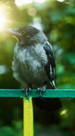 photo of gray and black bird standing in green and yellow fence thumbnail