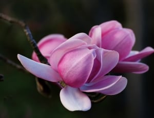 Magnolia, Campbellii thumbnail