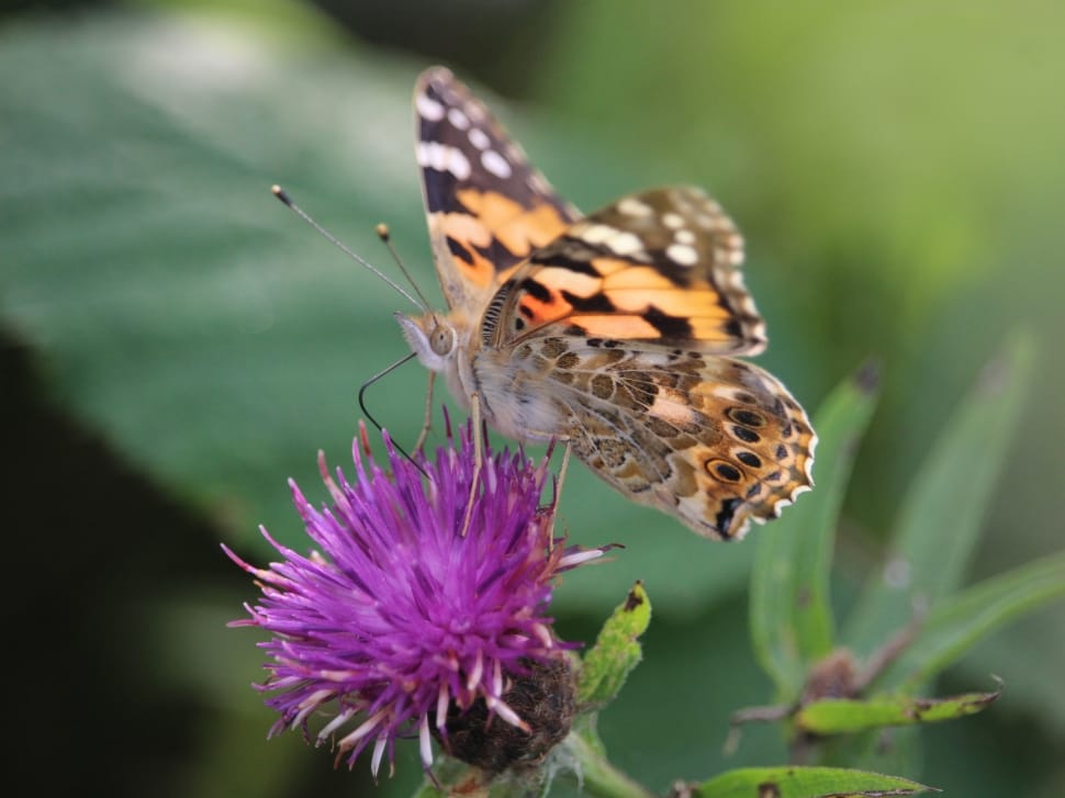 Vanessa cardui on thistle preview