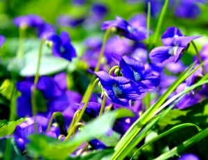 blue petaled flowers thumbnail