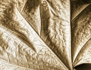 Nature, Leaf, Shadow, Dry, Autumn, backgrounds, textured thumbnail