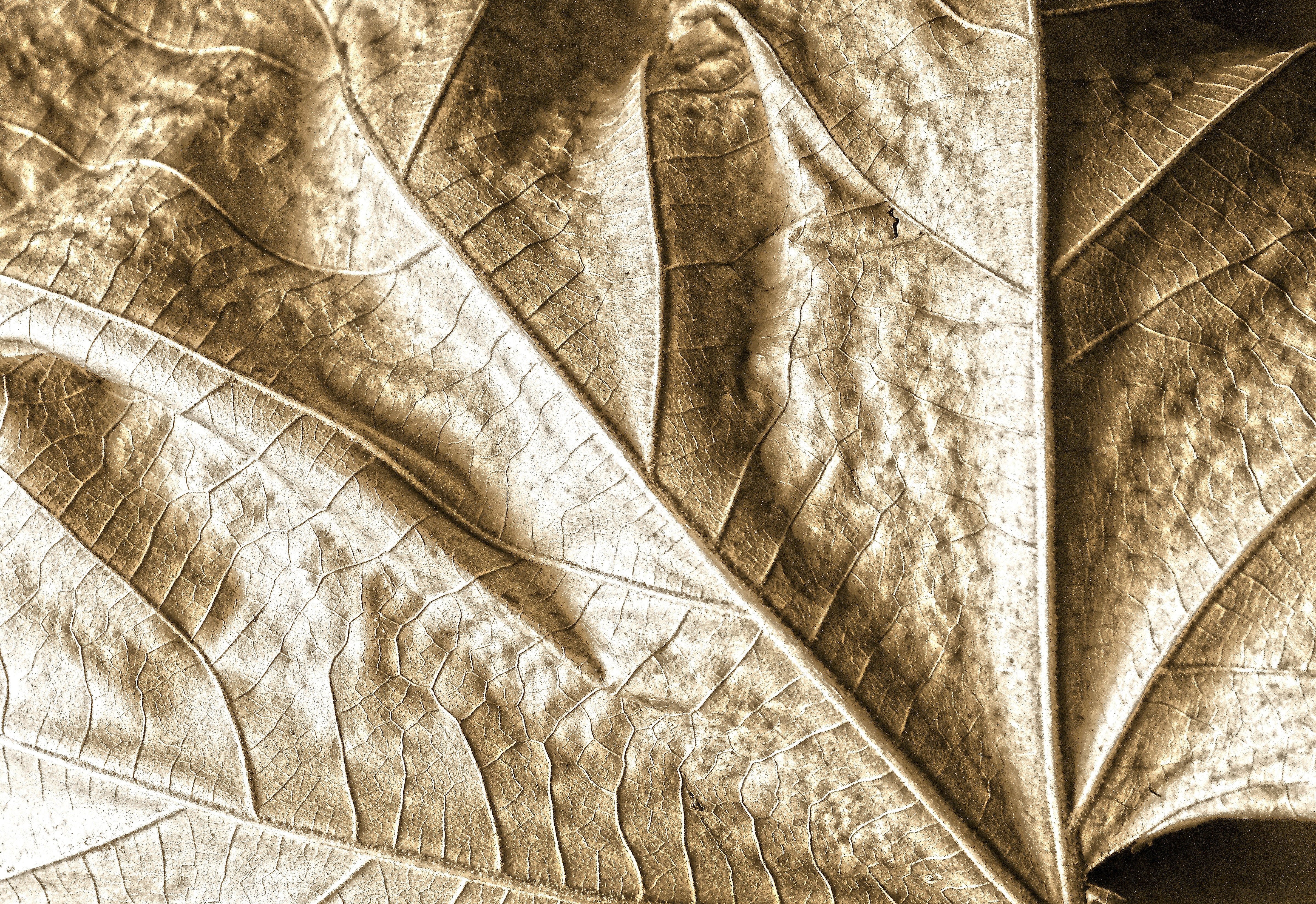 Nature, Leaf, Shadow, Dry, Autumn, backgrounds, textured