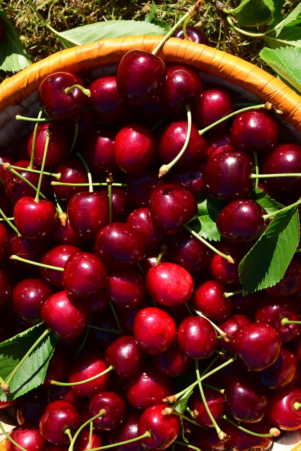 cherry lot on basket preview