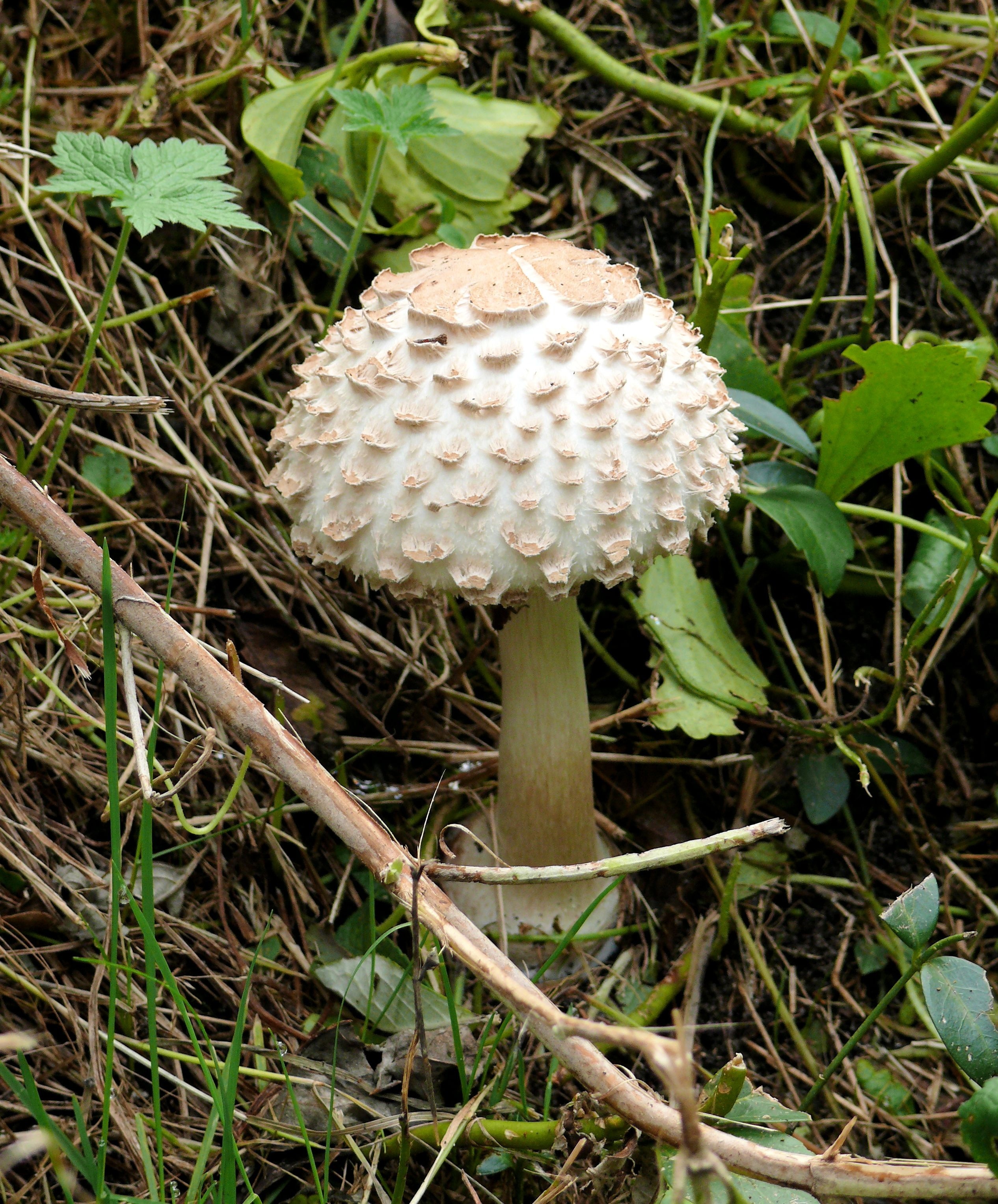 white and brown round plant on soil