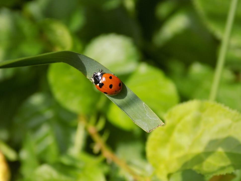 Closeup, Ladybug, Green, one animal, insect preview