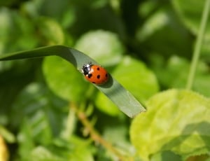 Closeup, Ladybug, Green, one animal, insect thumbnail