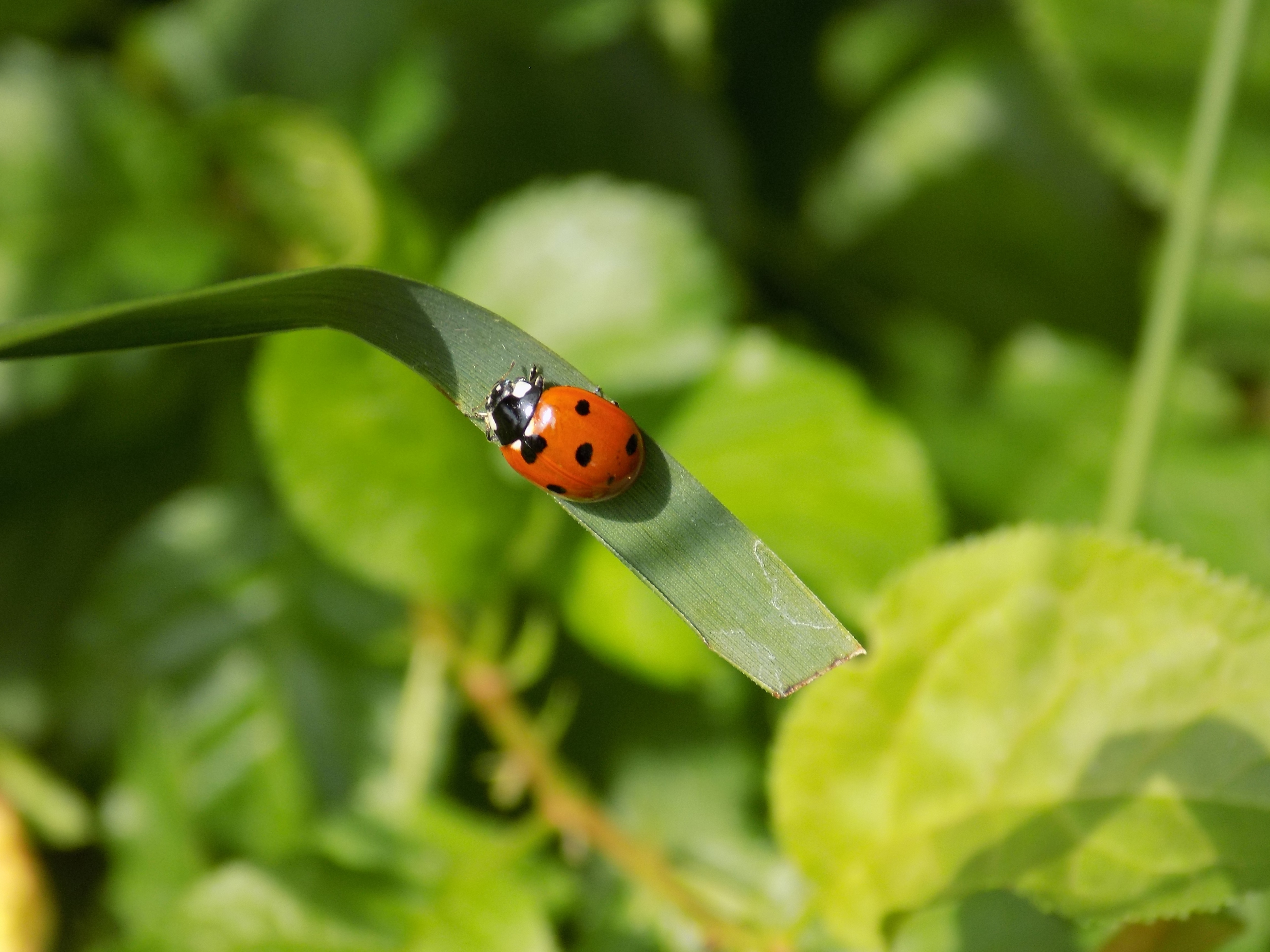 Closeup, Ladybug, Green, one animal, insect