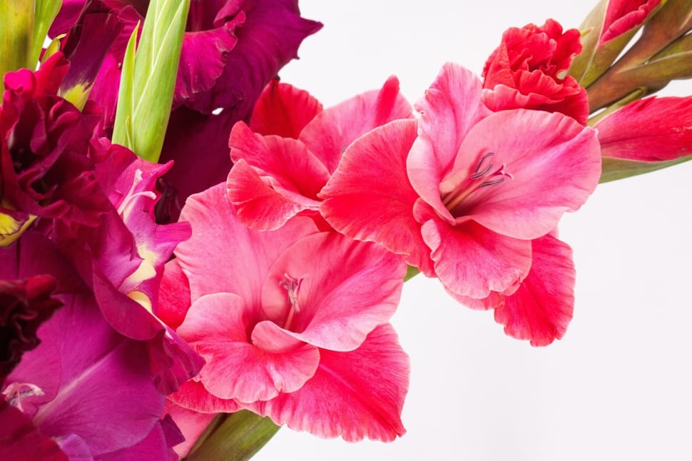 Iridaceae, Gladiolus, Sword Flower, Pink, flower, pink color preview