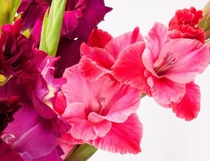 Iridaceae, Gladiolus, Sword Flower, Pink, flower, pink color thumbnail