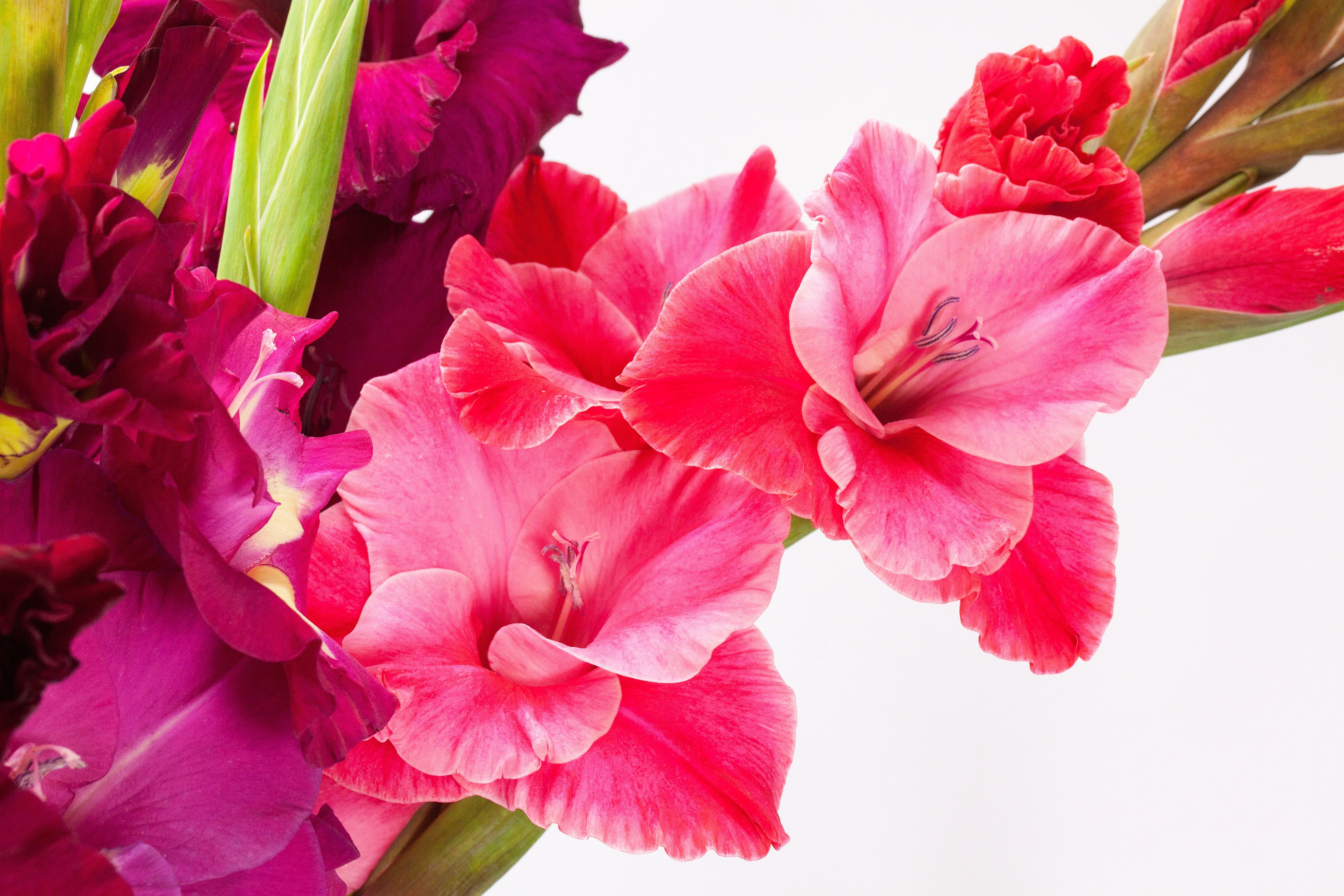 Iridaceae, Gladiolus, Sword Flower, Pink, flower, pink color