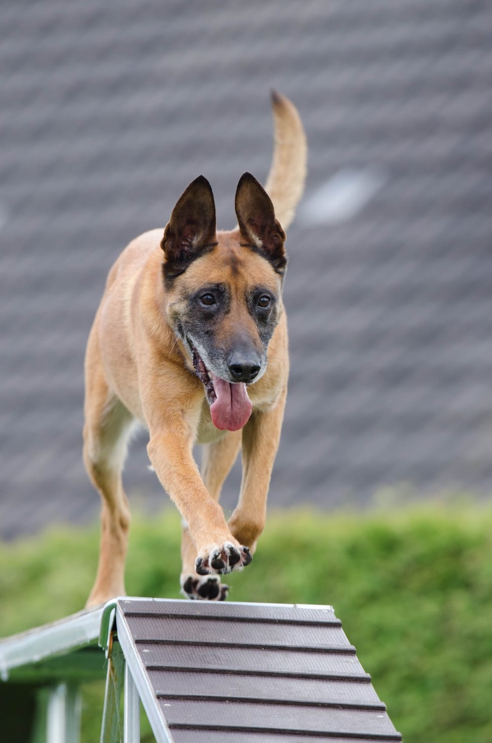 fawn belgian malinois preview