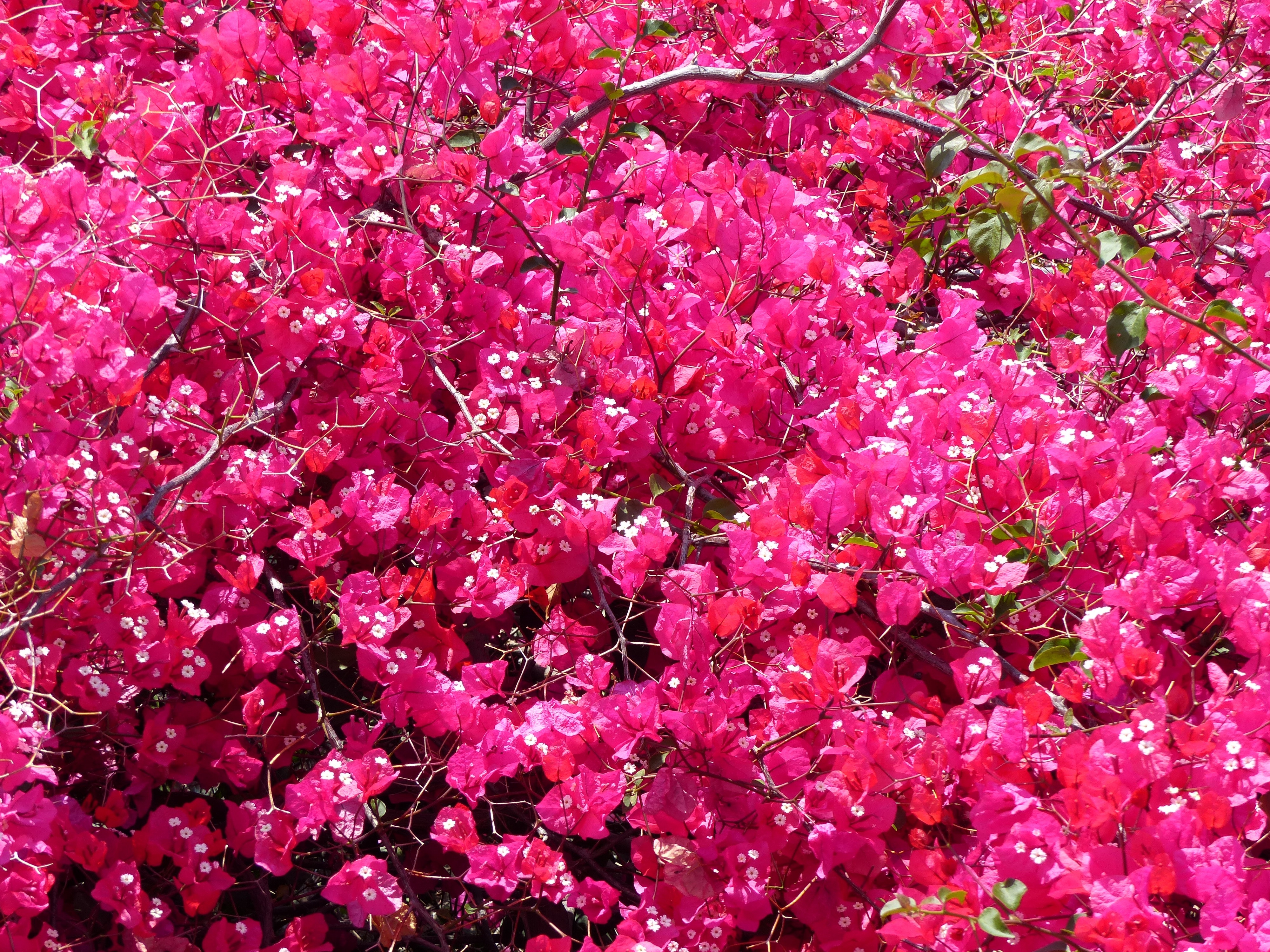 Кустарник с мелкими розовыми цветочками фото