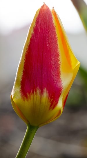 Spring, Plant, Nature, Flower, Tulip, close-up, red thumbnail