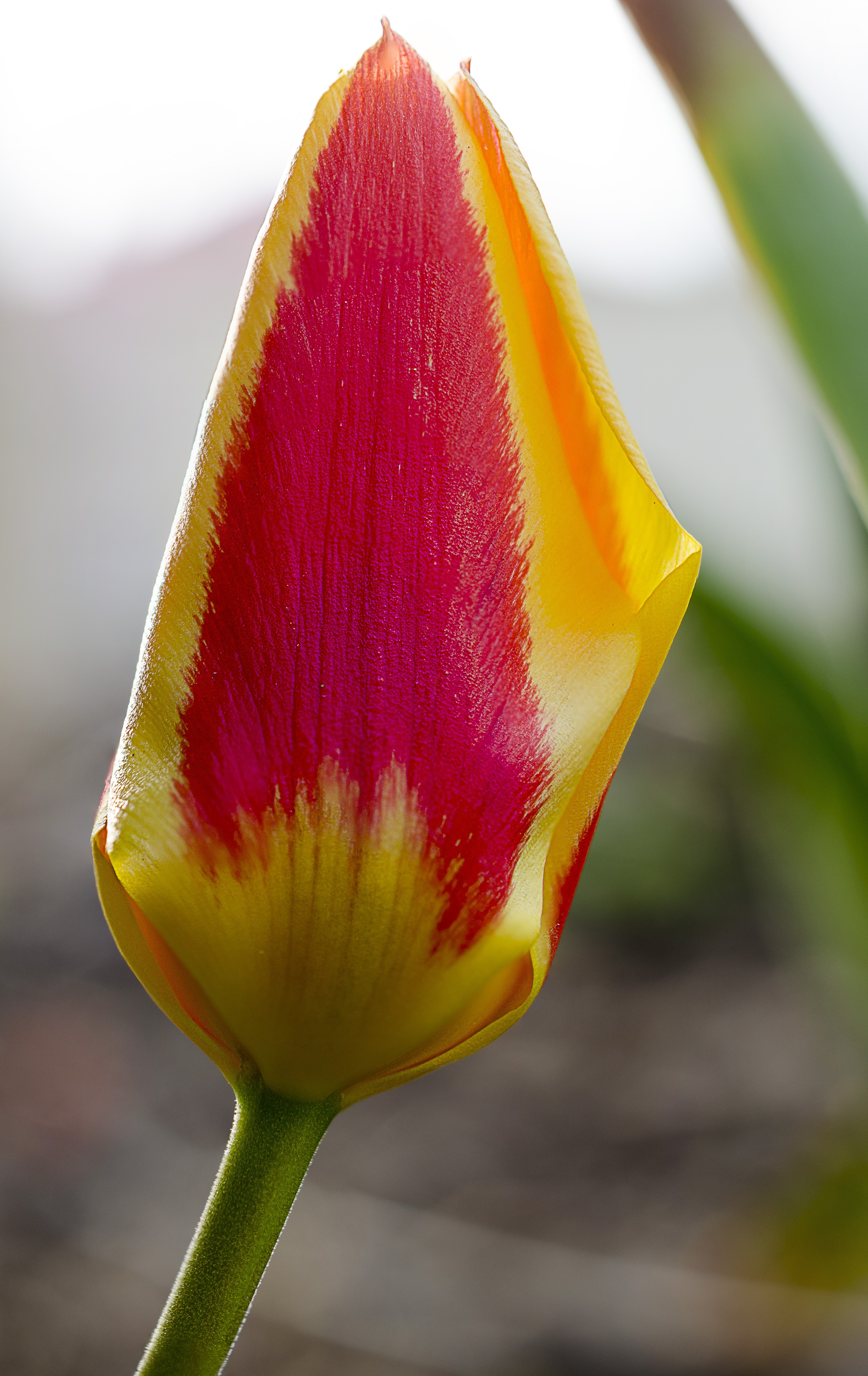Spring, Plant, Nature, Flower, Tulip, close-up, red