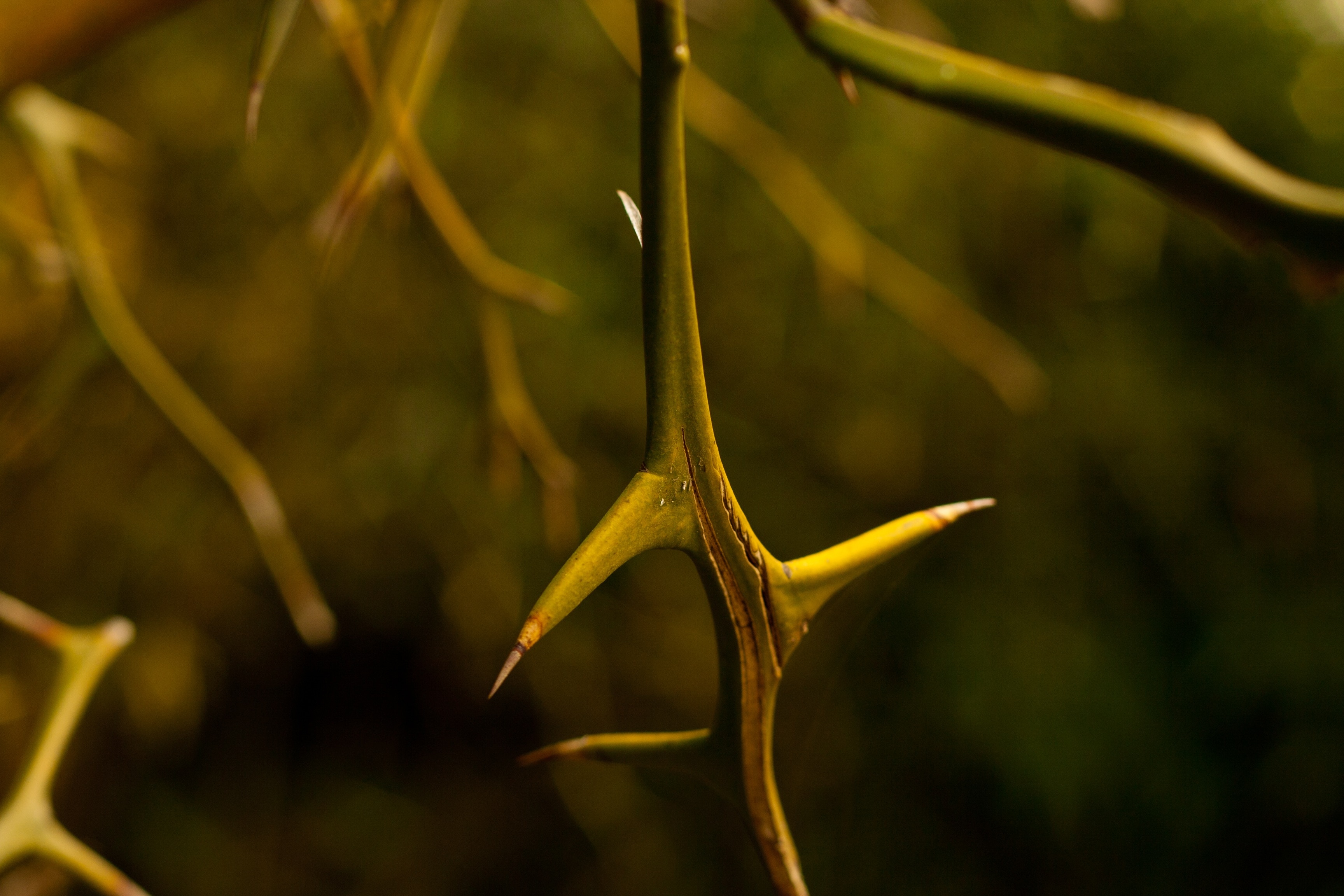 green tree