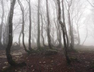 foggy forest of trees picture thumbnail
