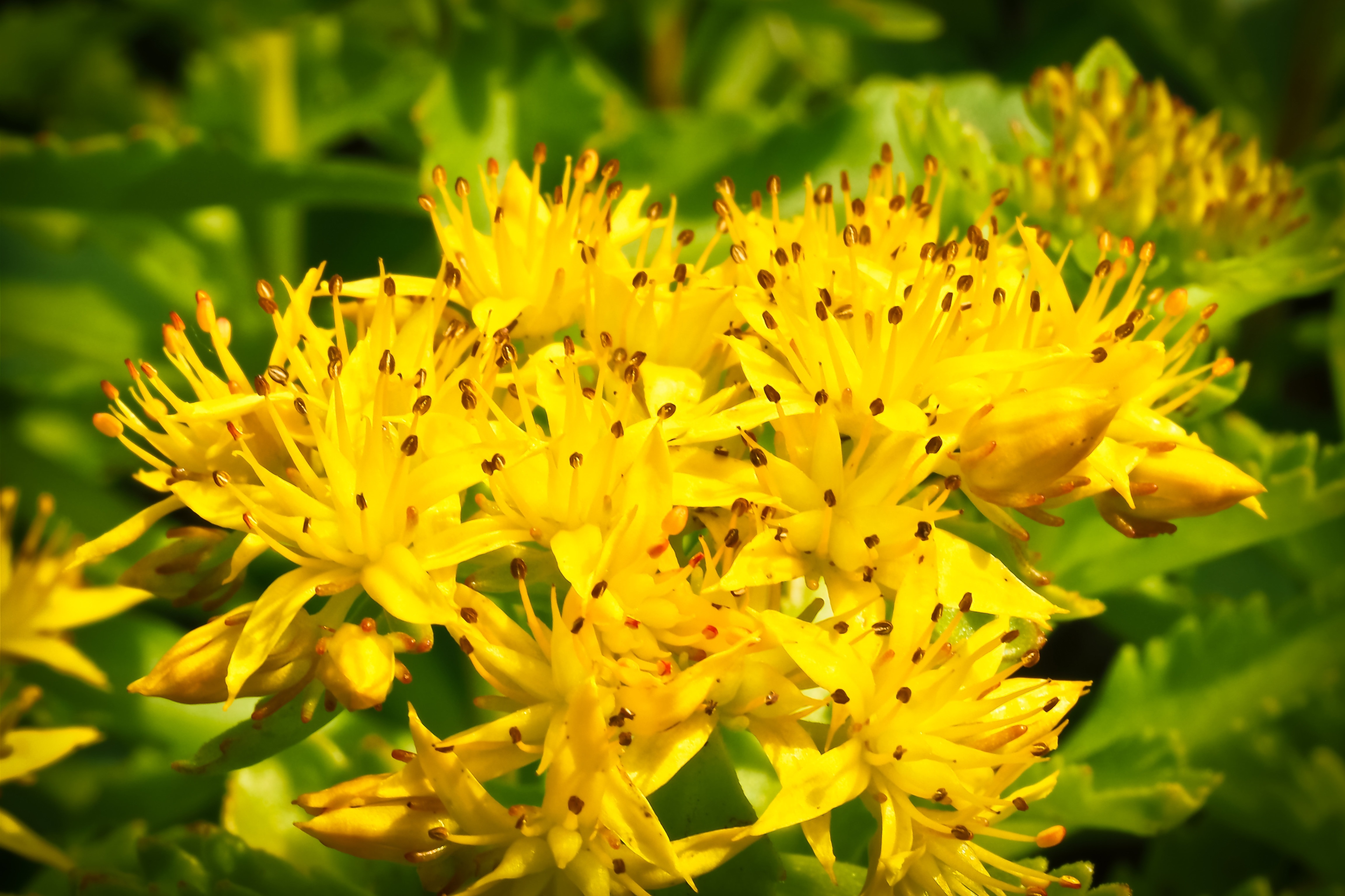 yellow blooming flowers