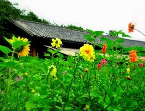 flower field near house during daytime thumbnail