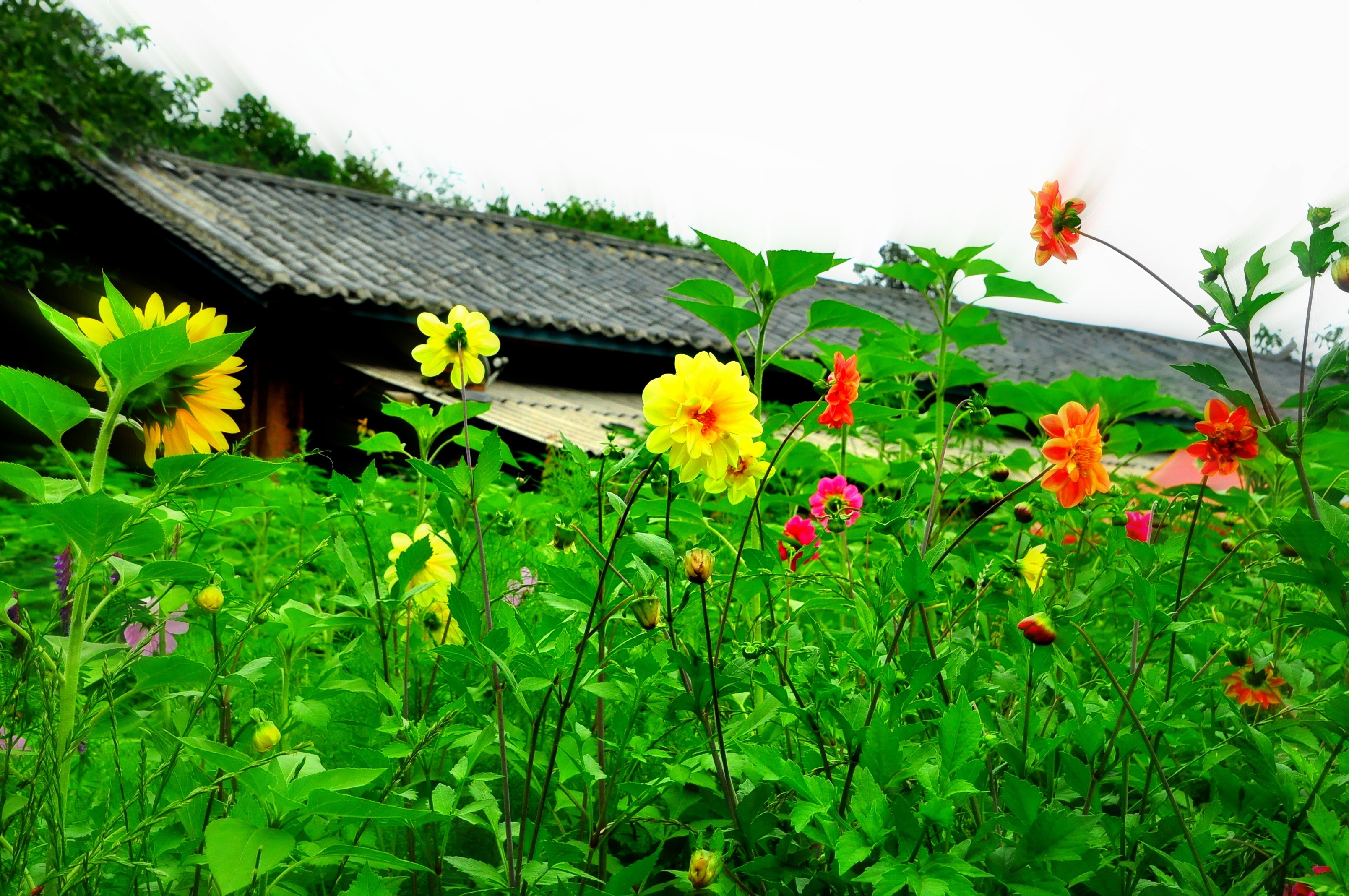 flower field near house during daytime