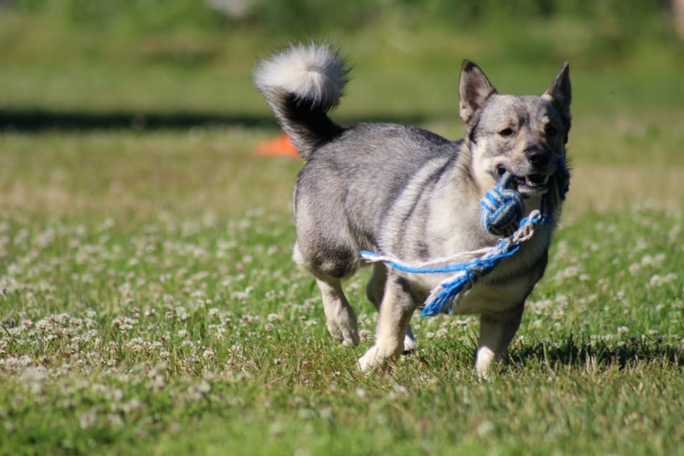 tan and black swedish vallhund preview
