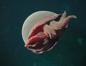 grey and red jelly fish thumbnail