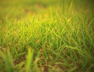 green grass field selective photography thumbnail
