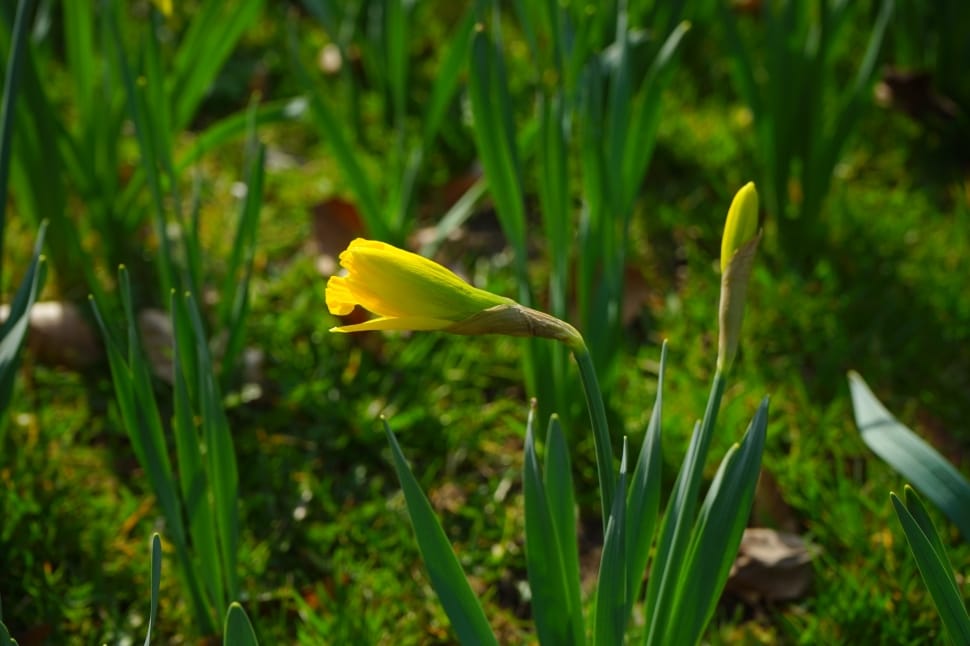 yellow petaled flower near green grass preview