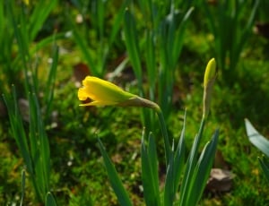 yellow petaled flower near green grass thumbnail