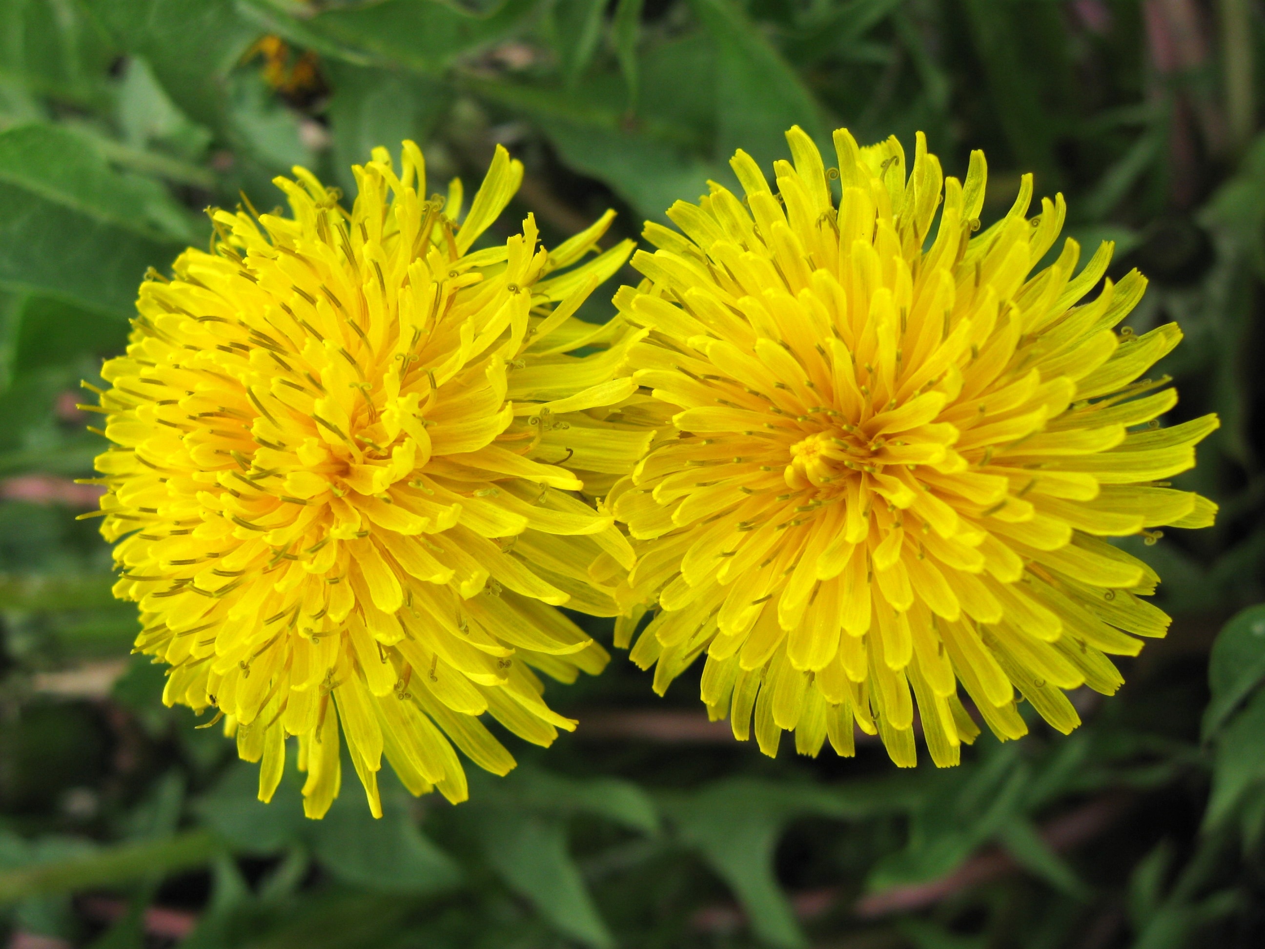 2 yellow flowers