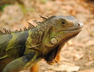 green and black iguana thumbnail