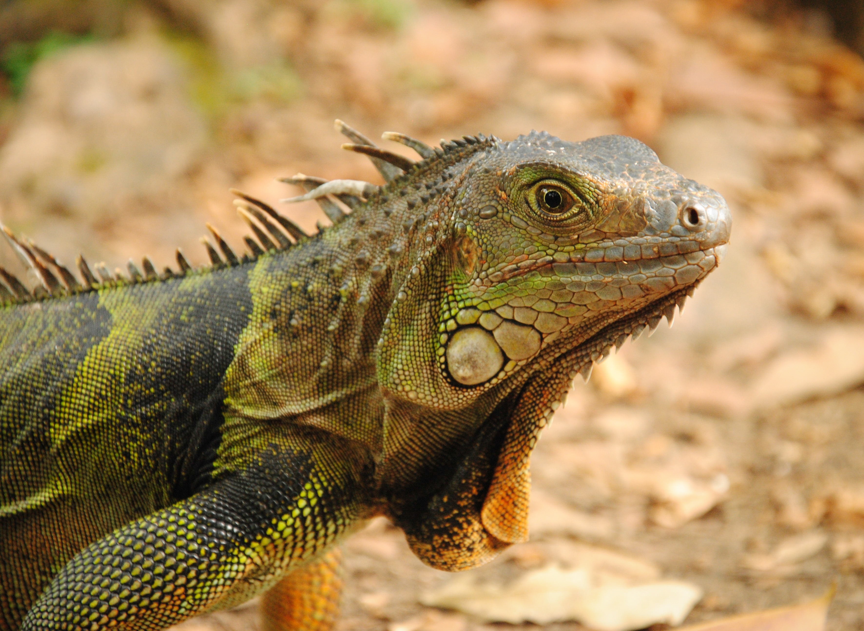green and black iguana