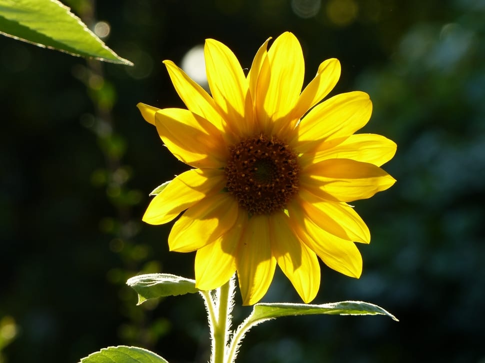 Sunflower, Yellow, Bright, Flower, flower, fragility preview