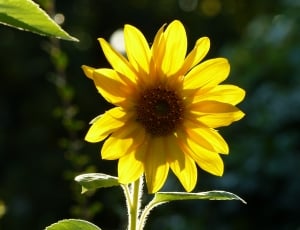 Sunflower, Yellow, Bright, Flower, flower, fragility thumbnail