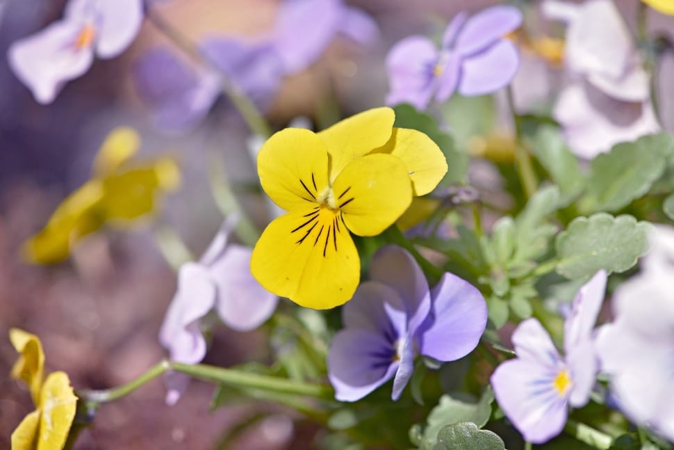 yellow white and purple petal flower preview