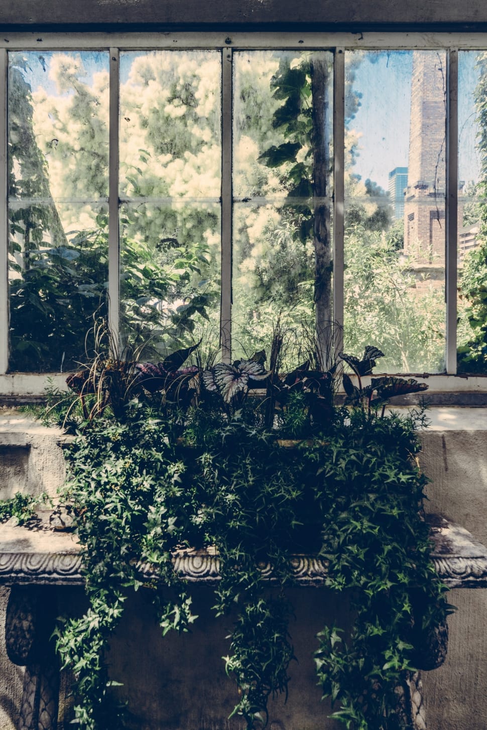 green vine plants inside room during daytime preview