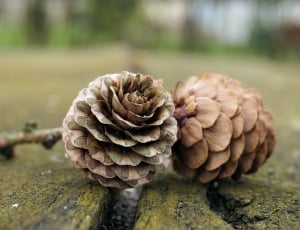 2 pine cones thumbnail