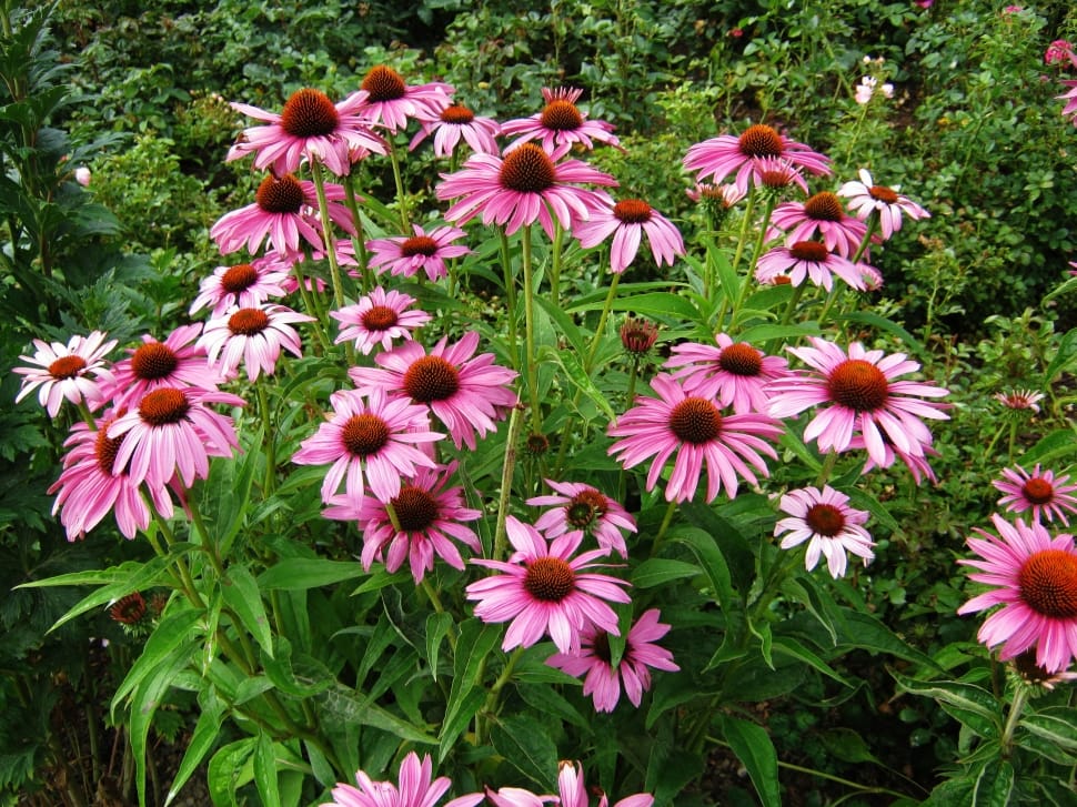 Discounts, Echinacea, Tiresome, Sun Hat, flower, pink color preview