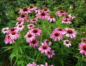 Discounts, Echinacea, Tiresome, Sun Hat, flower, pink color thumbnail