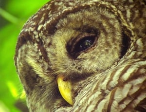 Barred Owl, Bird, Wildlife, Nature, one animal, animal themes thumbnail