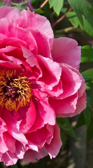 Red, Peony, Floral, Flower, Pink, flower, pink color thumbnail