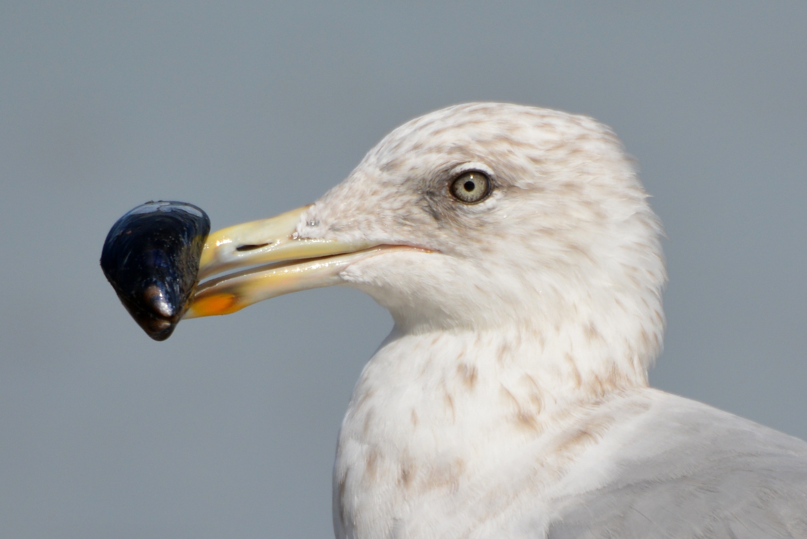 white and gray bird