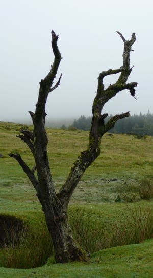 withered tree on green field during daytime thumbnail
