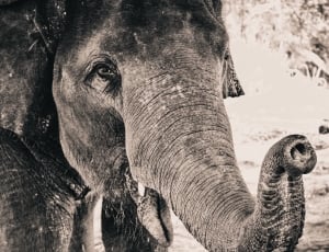 grey scale photo of elephant thumbnail