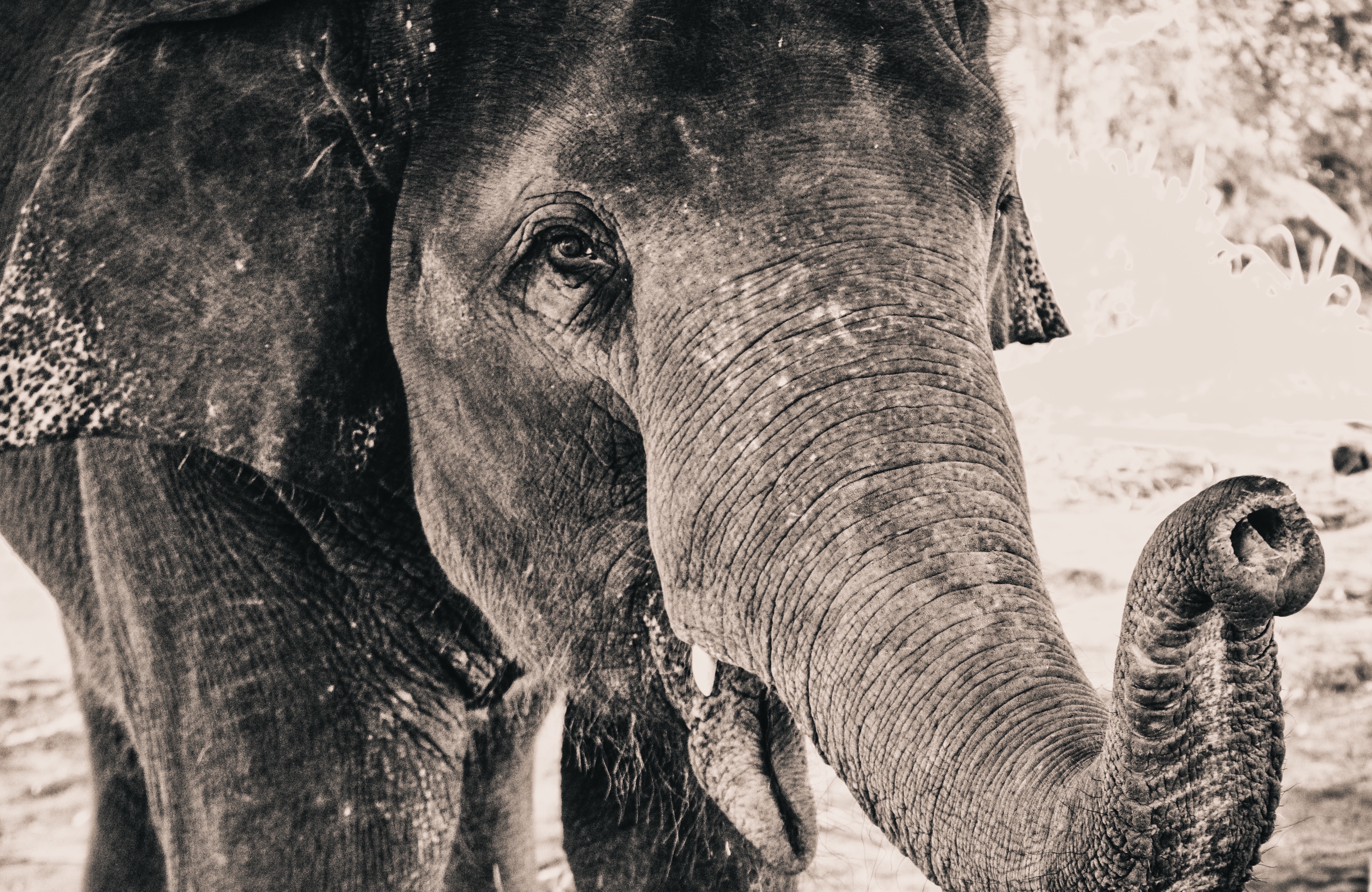 grey scale photo of elephant