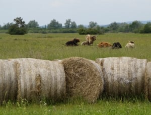 5 hays and cattle thumbnail