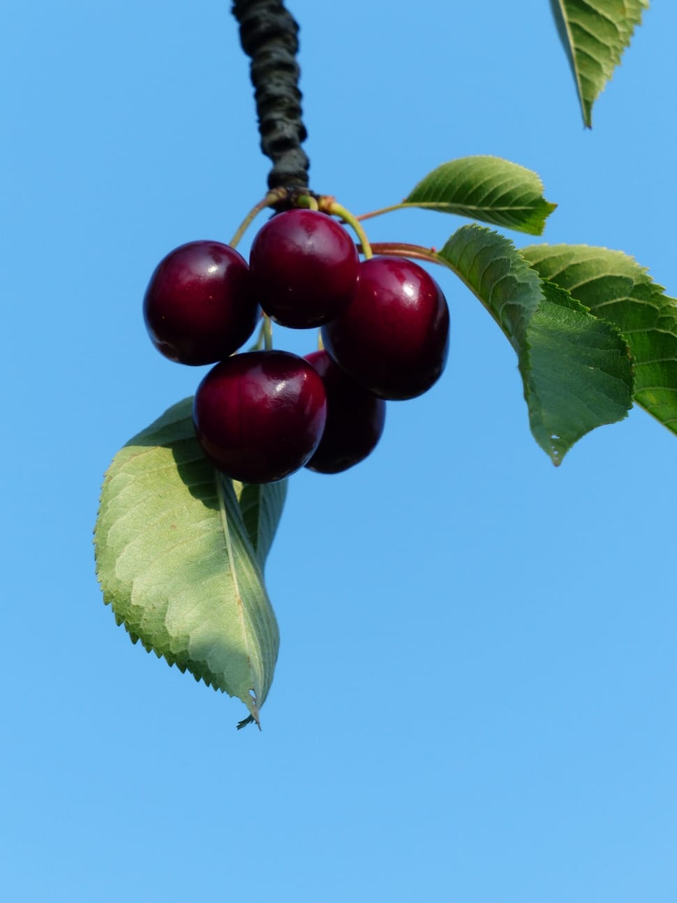 red cherry fruit during day time preview