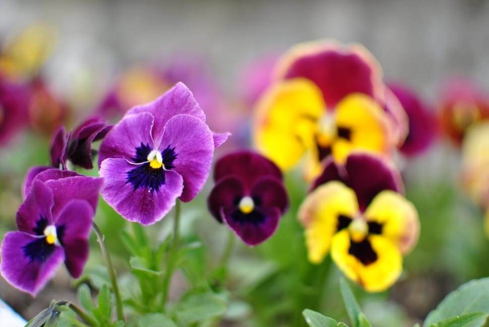 purple red and yellow flowers preview
