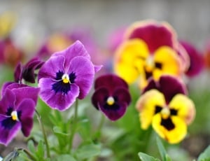 purple red and yellow flowers thumbnail