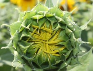 green flower closeup photography during daytime thumbnail
