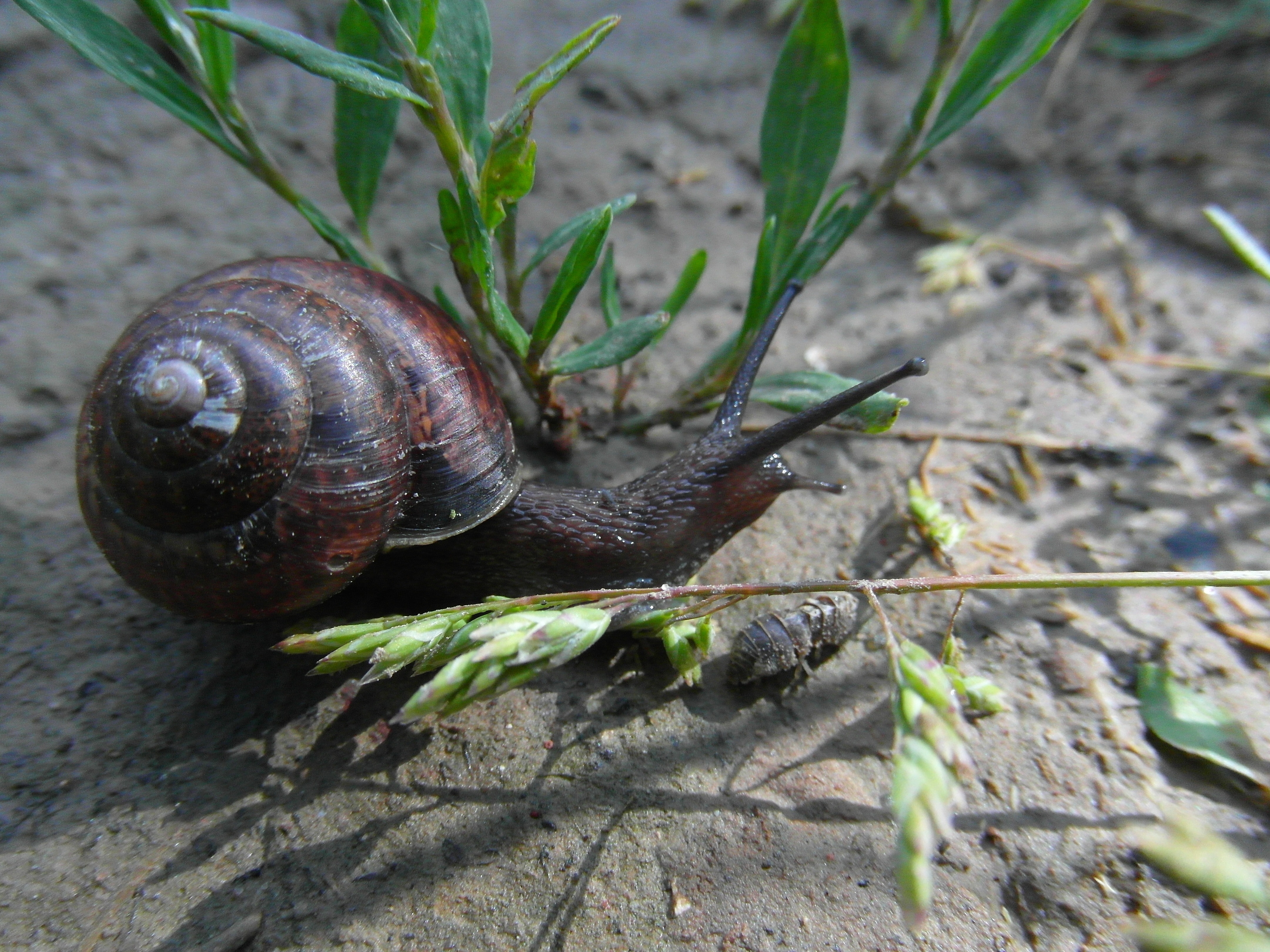 brown snail on green grass